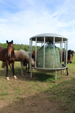 Horse equipment
